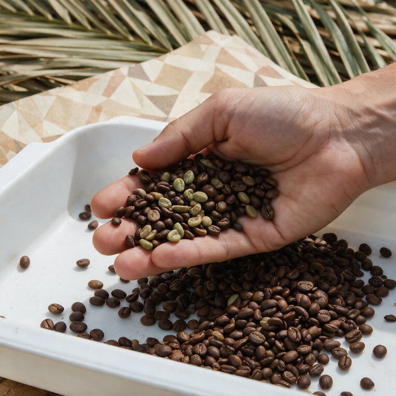 O que é microlote de café e por que ele é superior